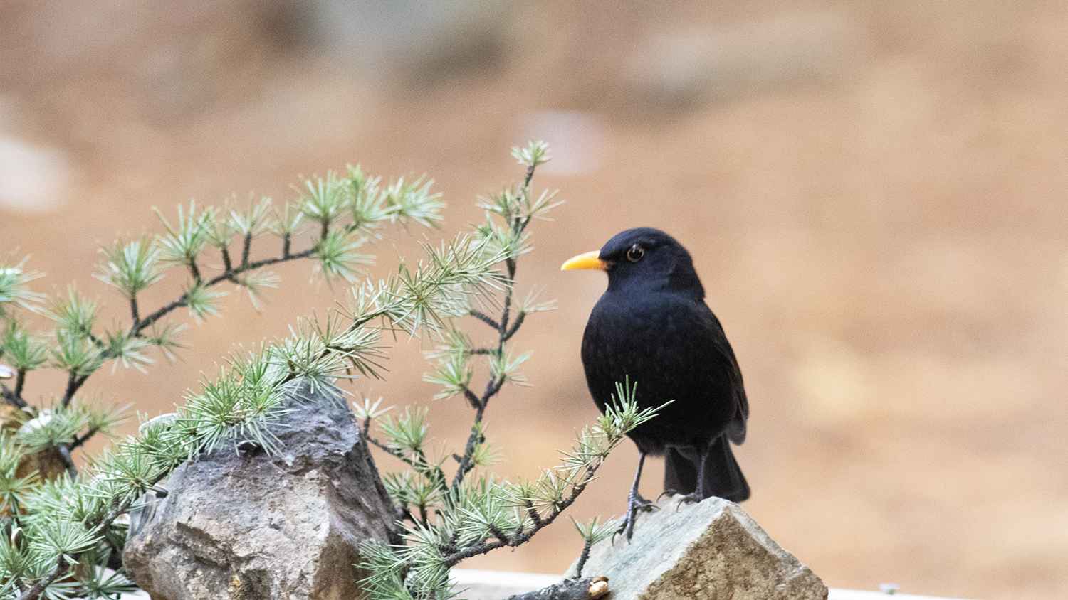 Eurasian Blackbird
